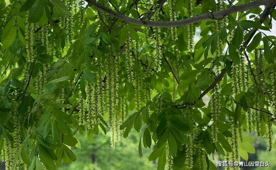 4种适合园林绿化的枫杨生长快耐旱性强火狐电竞耐寒性强市场前景不错(图3)