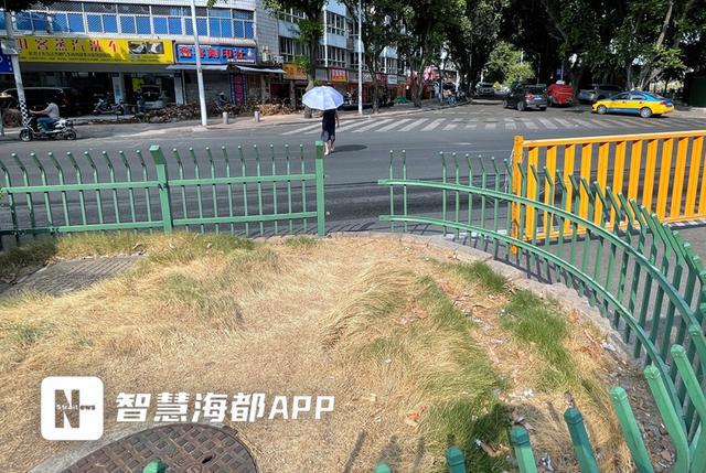 太危险！福州一绿化带围栏缺失众多市民横穿马路！部门：马上核实处理火狐电竞(图1)