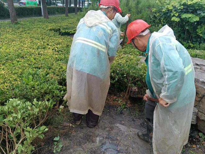 火狐电竞道路环境绿化美化无死角李沧营造洁净靓丽城区景观(图3)