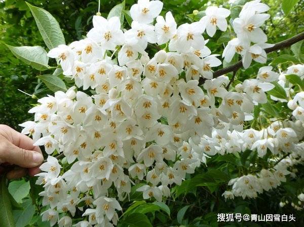 园林美图欣赏这样绿意盎然的城市才是名至实归的森林城市火狐电竞(图28)
