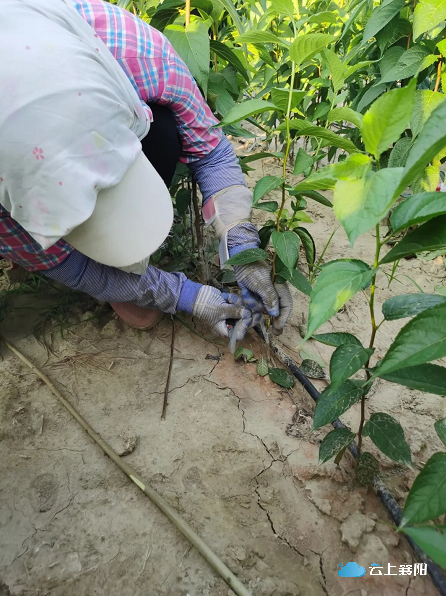 襄阳：国土绿化“芯片”！全火狐电竞省首个！(图2)