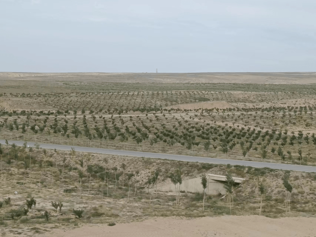 生态修复 让旱火狐电竞地变绿洲(图1)