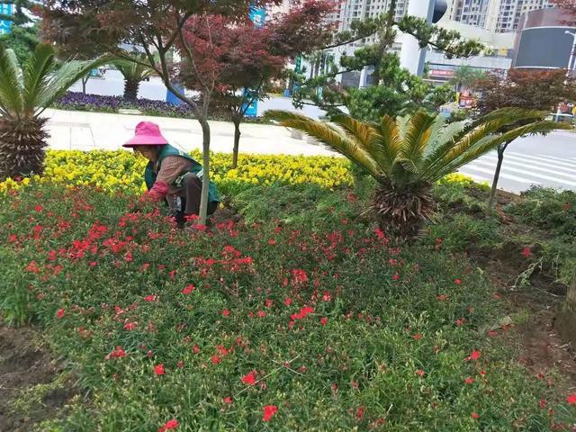火狐电竞为何中国城市喜欢建绿化带而欧洲国家几乎没有？看完就明白了(图4)