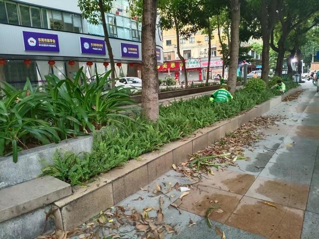 东莞火狐电竞莞城：迎中秋庆国庆 全域开展园林绿化整治行动(图1)