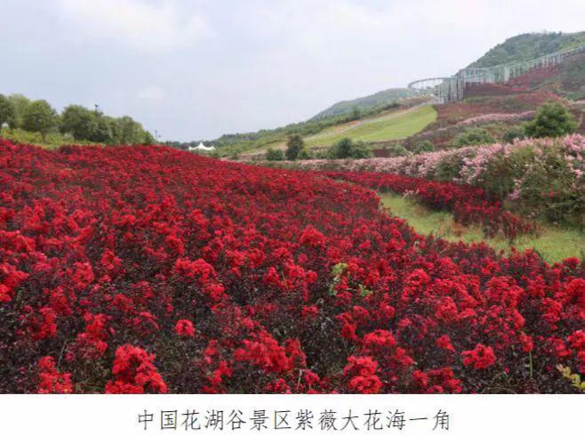 湖南乡村振兴十大案例乡火狐电竞贤｜茶陵县刘祖治：绿化荒山兴产业促进农民增收致富(图3)