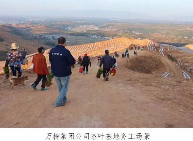湖南乡村振兴十大案例乡火狐电竞贤｜茶陵县刘祖治：绿化荒山兴产业促进农民增收致富(图5)