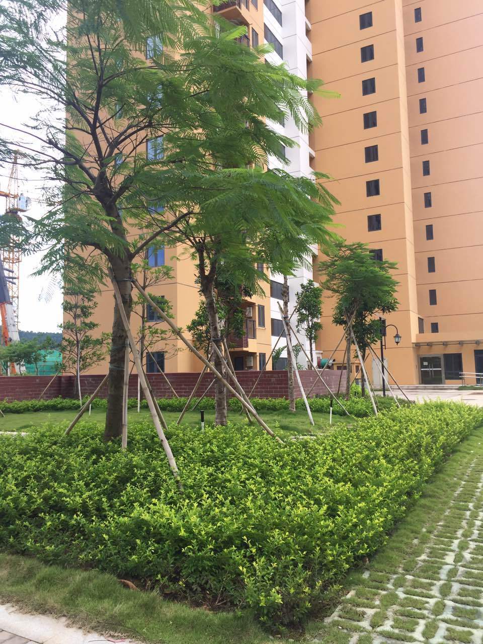 火狐电竞绿化与园林有什么区别？(图1)
