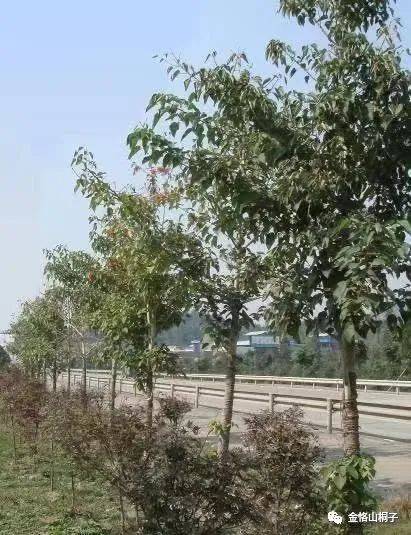 火狐电竞山桐子园林设计及应用案例(图1)