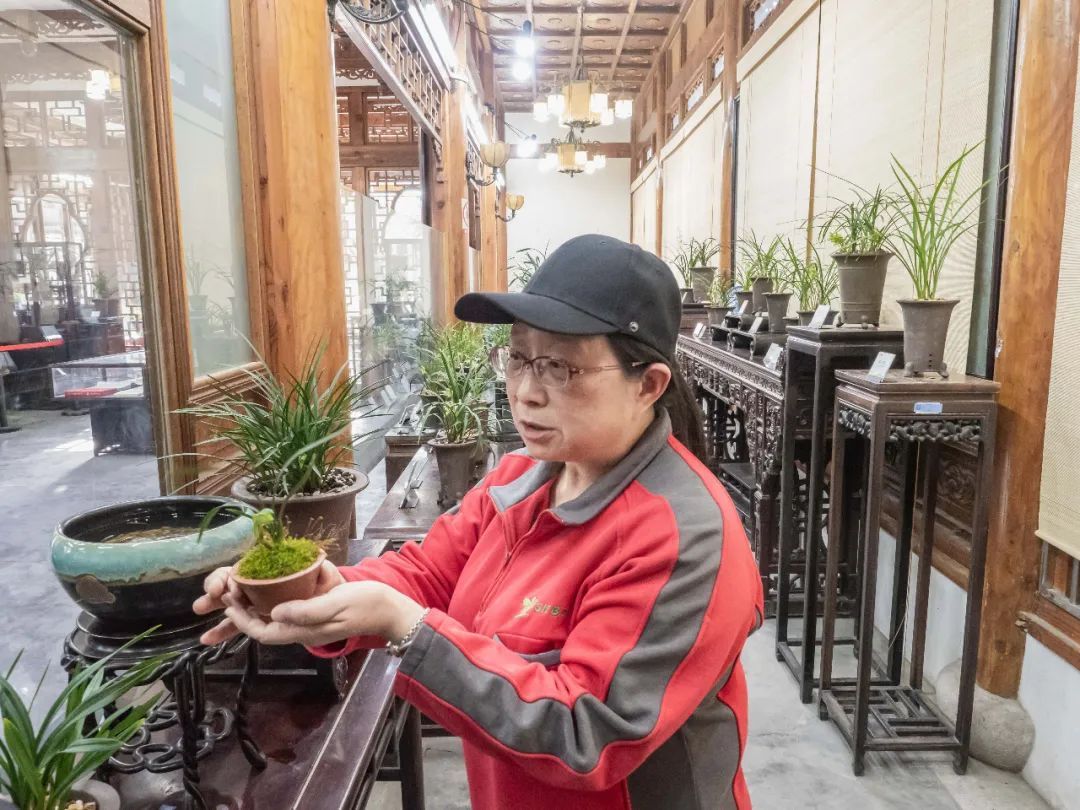 火狐电竞阿拉绿化市容人丨上海植物园兰花专家徐华(图1)