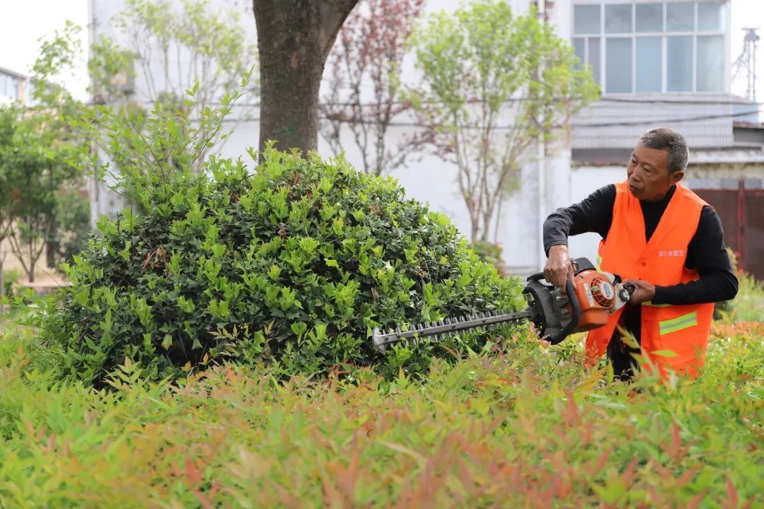 劳动最光荣丨曾都火狐电竞园林绿化工人忙(图2)