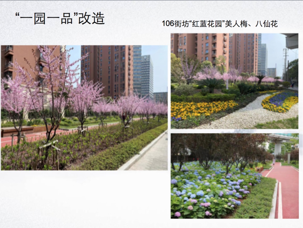火狐电竞阿拉绿化市容人丨“一路一色、一园一品”——高国荣(图5)