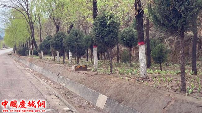 玄马镇：道路绿化焕新颜 路域提质见成效火狐电竞(图1)