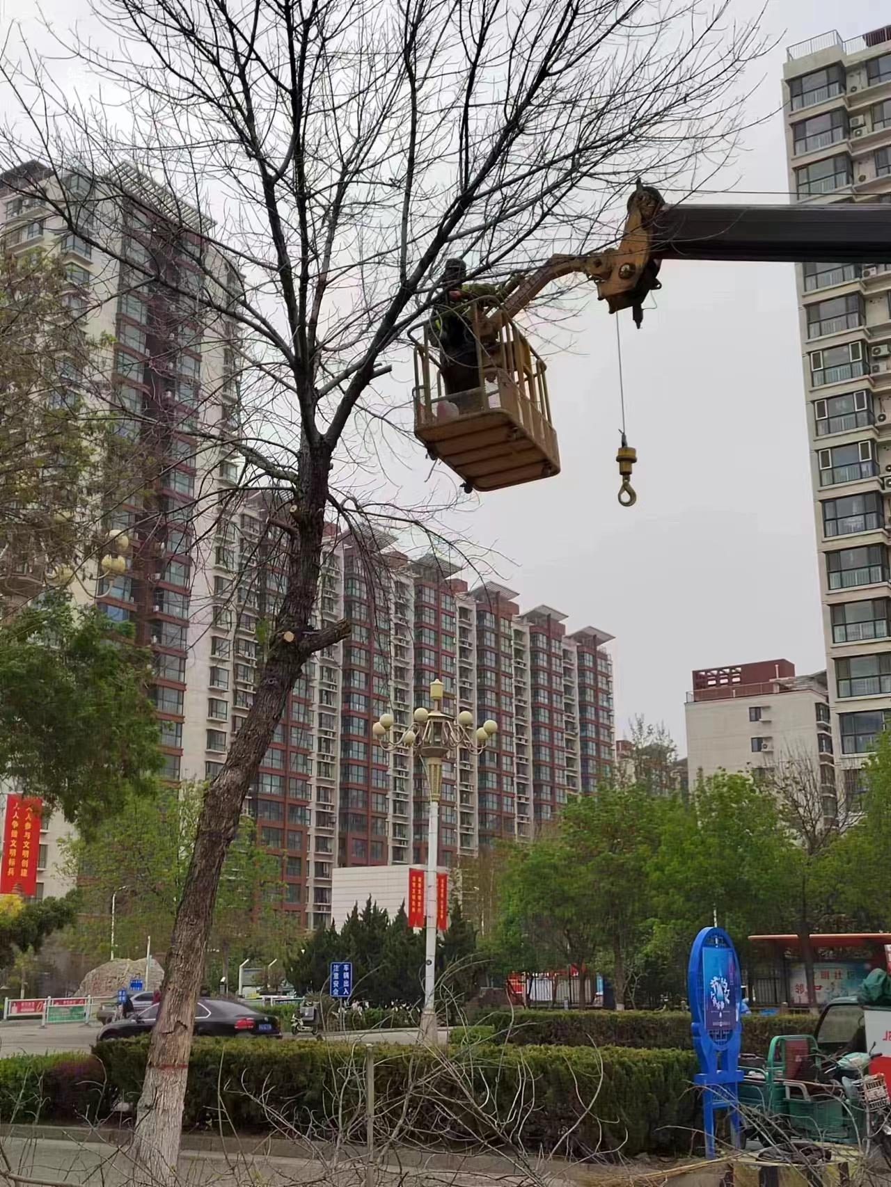 园火狐电竞林绿化 扮靓曹妃甸(图1)