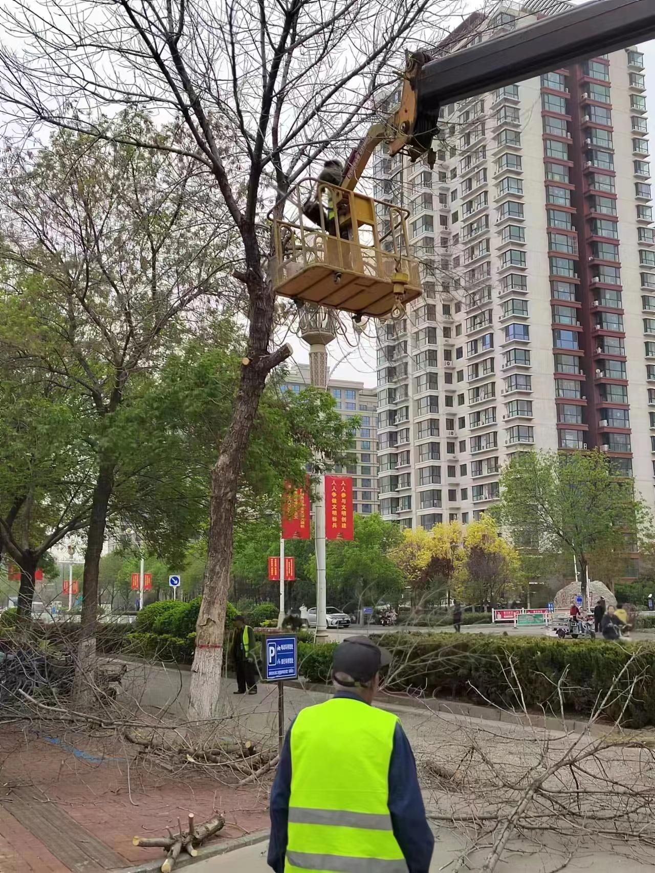 园火狐电竞林绿化 扮靓曹妃甸(图2)