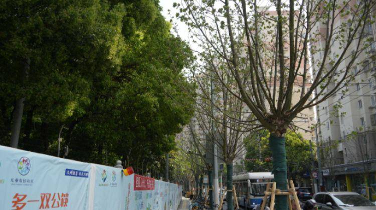 火狐电竞一起来探班！武宁南路沿线绿化恢复工程亮点→(图2)