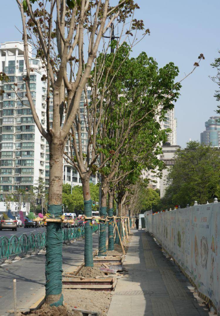 火狐电竞一起来探班！武宁南路沿线绿化恢复工程亮点→(图4)
