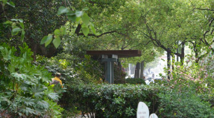 火狐电竞一起来探班！武宁南路沿线绿化恢复工程亮点→(图13)