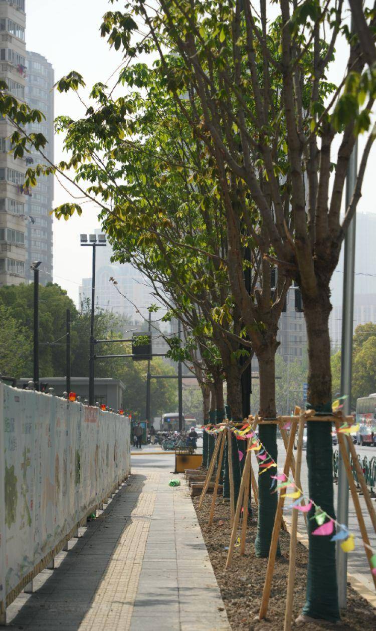 火狐电竞一起来探班！武宁南路沿线绿化恢复工程亮点→(图16)