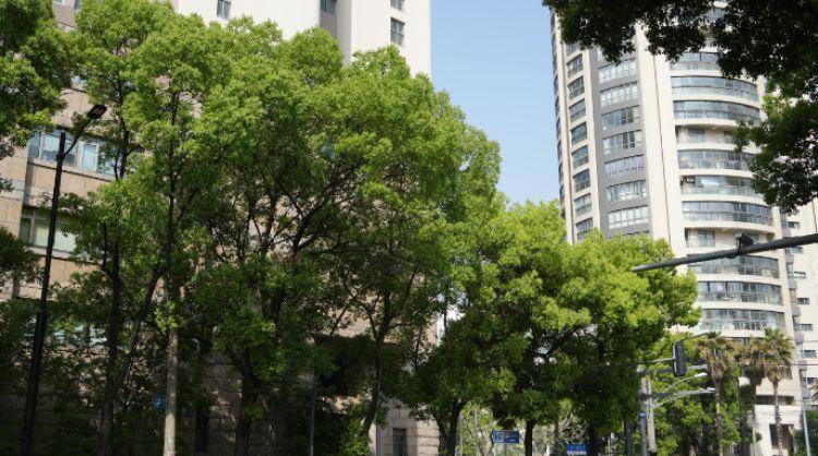 火狐电竞一起来探班！武宁南路沿线绿化恢复工程亮点→(图19)