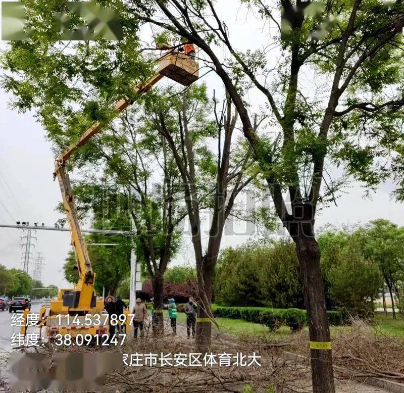 管理：长安区绿化管护队开展“四火狐电竞项行动”大力提升体育大街道路景观效果(图4)