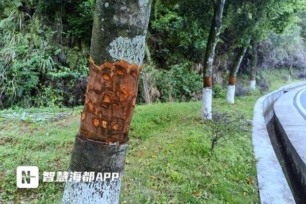 下手太狠！泉州路边火狐电竞这一幕让人愤怒！(图4)