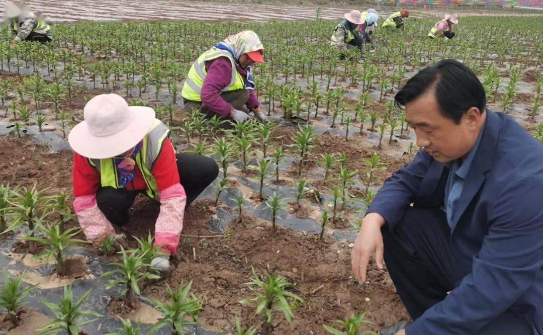 临夏县：不负好时光 火狐电竞绿化养护忙(图3)