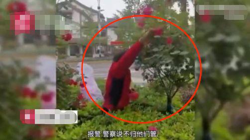 火狐电竞摘花大妈被指掩饰非法采花？一整条绿化带的花差不多被她摘光！(图1)