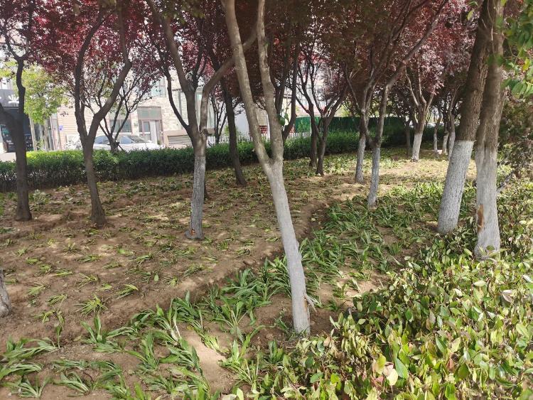 临沂市城管局园林环卫中心柳青火狐电竞管理办：节点补植改造绿化美化再提升(图1)