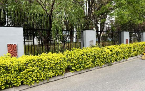 火狐电竞重建围墙除隐患 绿化补栽焕新颜！他们这样扮靓龙泽家园→(图4)