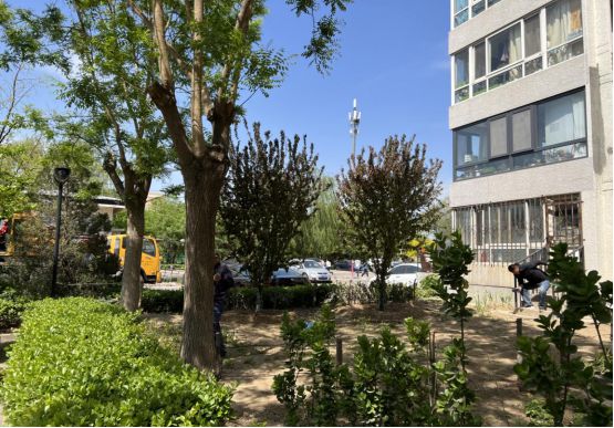火狐电竞重建围墙除隐患 绿化补栽焕新颜！他们这样扮靓龙泽家园→(图8)