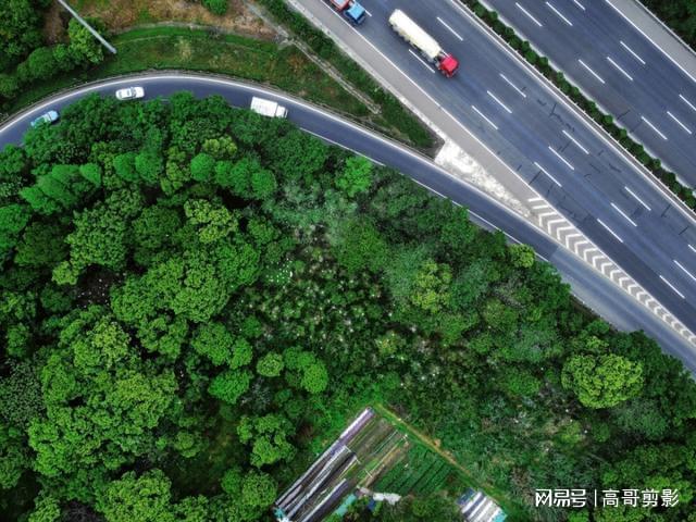 火狐电竞宁波这个高速绿化带为何成了野鸟的家园(图1)