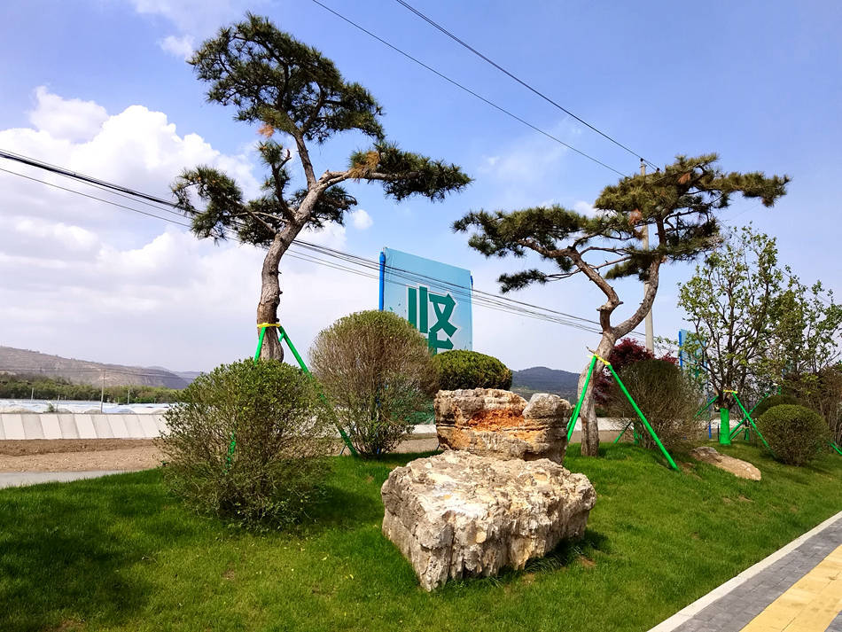 清水：城区绿化提档升级 打造精致公园城市火狐电竞(图1)