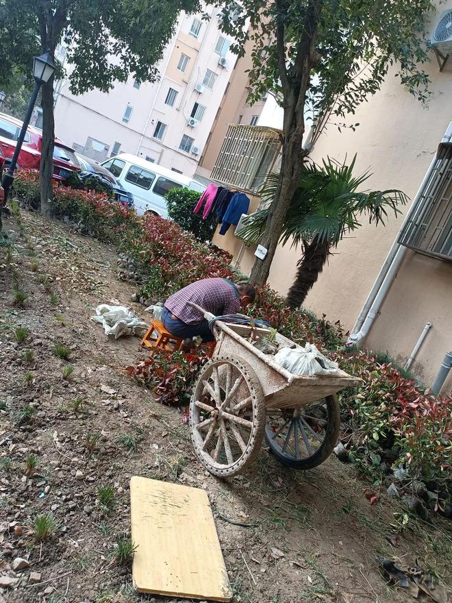 强化巡火狐电竞查发现补齐绿化短板(图2)