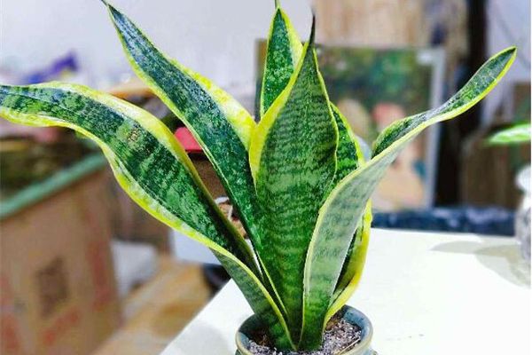 火狐电竞虎皮兰是一种很普通的家居绿化植物放在家中这样养立刻就能引起人们的注意(图1)