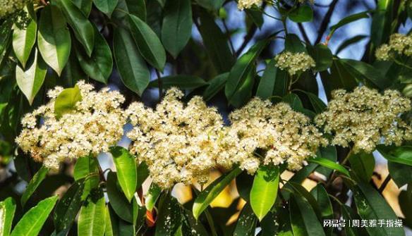 火狐电竞石楠花“遗臭”热搜为啥非得用它当绿化植物？很多人都不知道(图2)