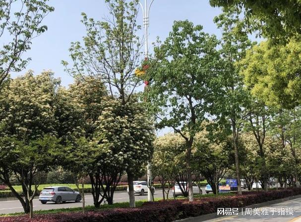 火狐电竞石楠花“遗臭”热搜为啥非得用它当绿化植物？很多人都不知道(图8)