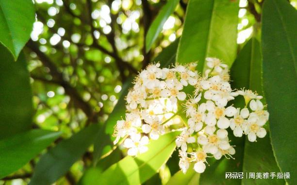 火狐电竞石楠花“遗臭”热搜为啥非得用它当绿化植物？很多人都不知道(图3)