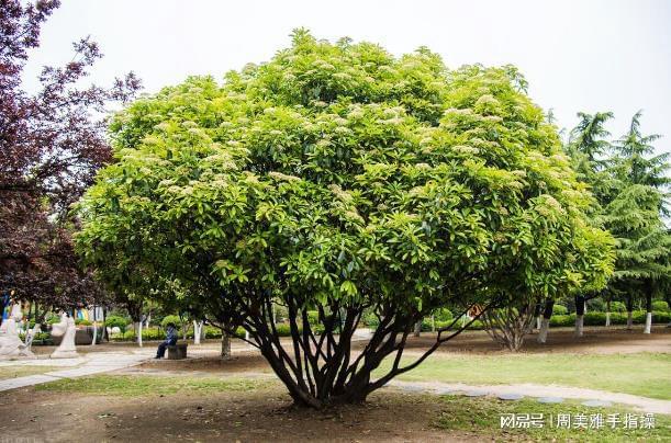 火狐电竞石楠花“遗臭”热搜为啥非得用它当绿化植物？很多人都不知道(图5)