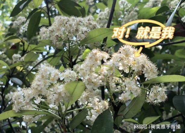 火狐电竞石楠花“遗臭”热搜为啥非得用它当绿化植物？很多人都不知道(图6)