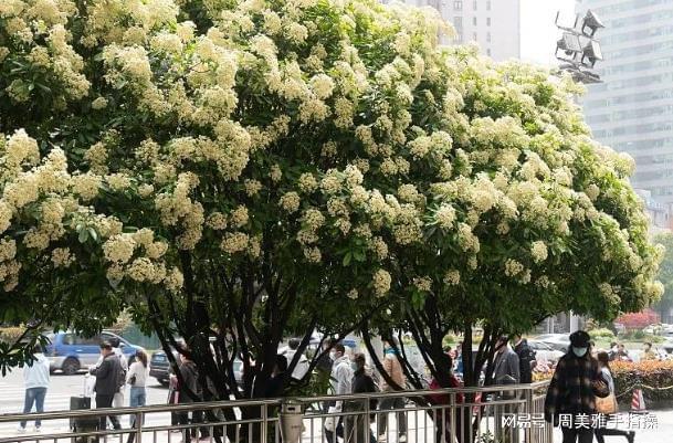 火狐电竞石楠花“遗臭”热搜为啥非得用它当绿化植物？很多人都不知道(图9)