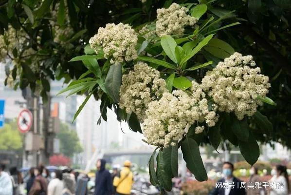 火狐电竞石楠花“遗臭”热搜为啥非得用它当绿化植物？很多人都不知道(图10)