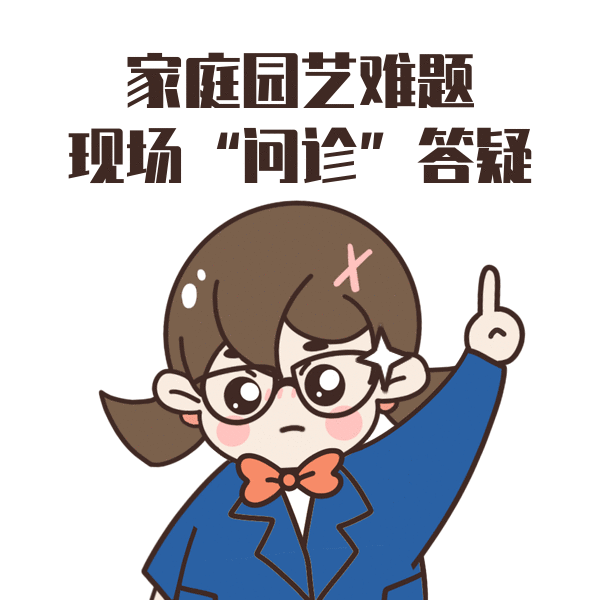 火狐电竞活动 2023年“绿化大篷车”园艺市集与您相约徐汇乐汇小游园(图3)