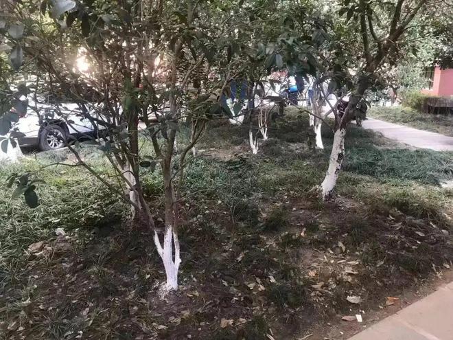 火狐电竞小区里的“生态花园”你慕了吗？(图2)