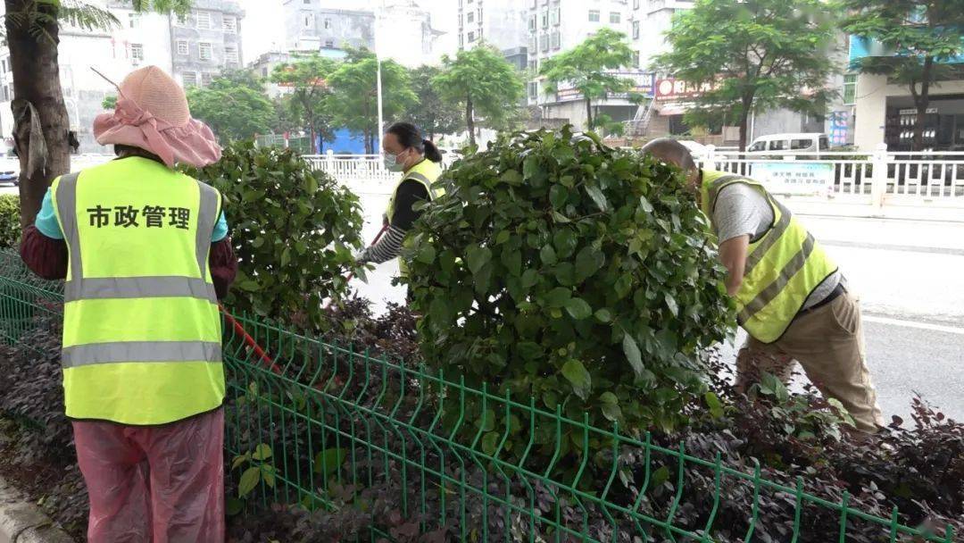 火狐电竞绿化让新丰更精致宜人｜绿美新丰(图1)