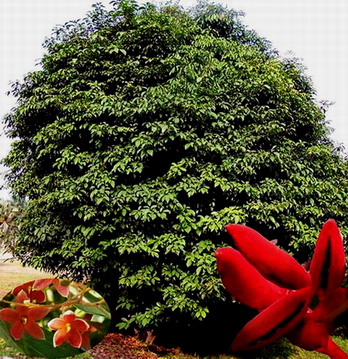 城市十大最漂亮绿火狐电竞化树种（十大适合城市绿化漂亮树）(图7)