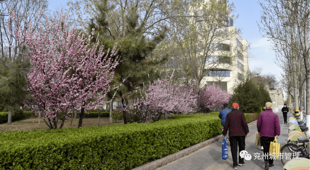 多层次绿化让市民“兖”中有景火狐电竞(图5)