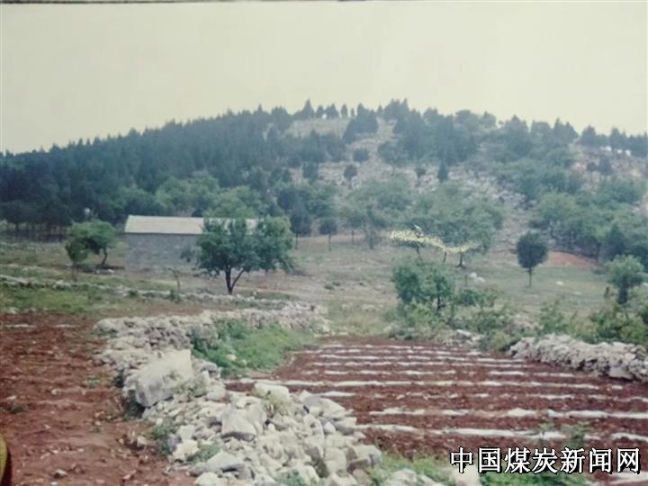 火狐电竞40年前他开始绿化荒山——记安徽萧县庄里乡小蔡村村民蔡和安(图1)