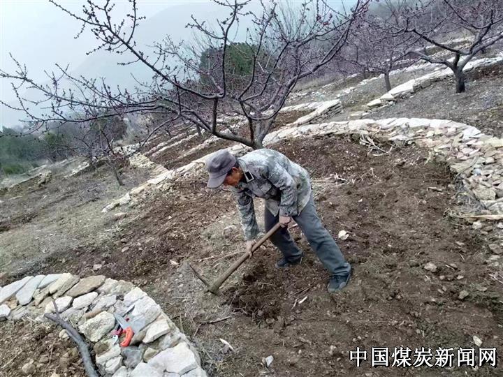 火狐电竞40年前他开始绿化荒山——记安徽萧县庄里乡小蔡村村民蔡和安(图2)