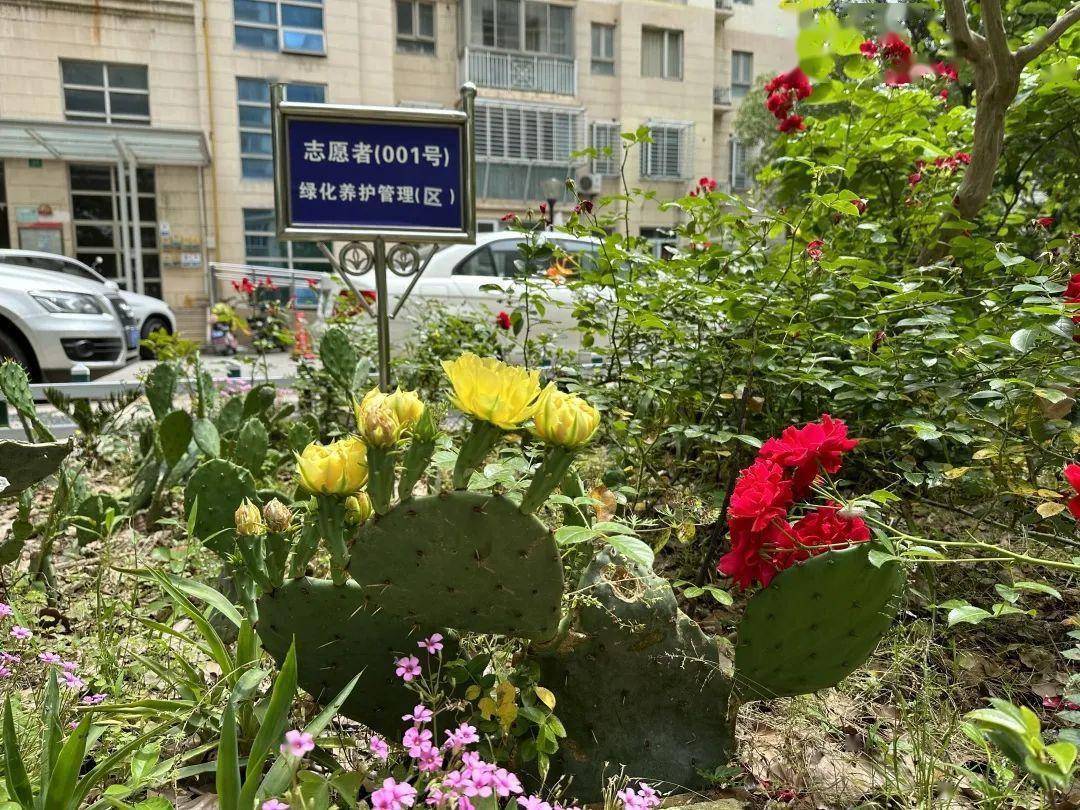 火狐电竞绿地升级为小花园松江这个小区是怎么做到的？(图3)