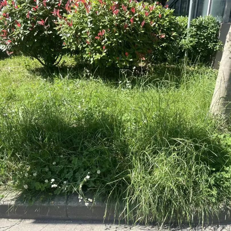 长满杂草的绿化带华丽升级“一尺花园”看看金海这个社区是怎么做的火狐电竞(图3)